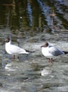 two gulls seagulls birds spring
