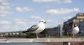 Two gulls are sitting on board in Jonkoping Royalty Free Stock Photo