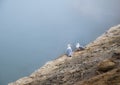 Two gulls sitting on cliff edge overlooking water on foggy day in Pictured Rock National Lakeshore Royalty Free Stock Photo