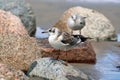 Two gulls sitting on the rocks Royalty Free Stock Photo