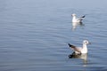 Two gulls on the water Royalty Free Stock Photo