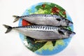 Two gutted mackerel lie on a colored dish. Prepared for pickling