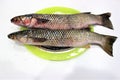 Two gutted, salted and peppered mullet are on a colored dish. The dish is on the white table. Marinating before frying.