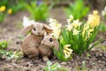 Two gypsum rabbits ine garden, standing near the hyacinth Royalty Free Stock Photo