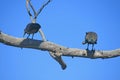 TWO HADEDA IBIS BIRDS PERCHED ON A BRANCH IN A DRY BRANCH OF A TREE Royalty Free Stock Photo