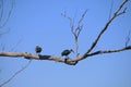 TWO HADEDA IBIS BIRDS PERCHED ON A BRANCH IN A DRY TREE Royalty Free Stock Photo