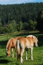 Two haflinger horses Royalty Free Stock Photo