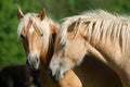 Two haflinger horses Royalty Free Stock Photo