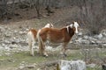 Two Haflinger horses in meadow close up