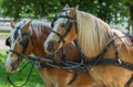 Two Haflinger horses ready for the carriage