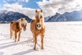 Two Haflinger horses on the winter meadow and mountain peaks on background Royalty Free Stock Photo