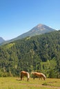 Two Haflinger nibbling grass on the mountain in Austria