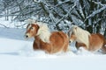 Two haflingers with long mane moving in snow Royalty Free Stock Photo