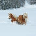 Two haflingers with long mane moving in snow Royalty Free Stock Photo