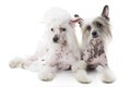 Two Hairless Chinese Crested dogs over white Royalty Free Stock Photo