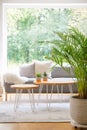 Two hairpin tables with cactus standing on carpet in bright daily room interior with fresh plant, window and grey sofa in the real