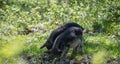 Two hairy pigs dig the ground in the forest