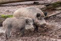 Two hairy porks in the mud. Wildlife and farming concept Royalty Free Stock Photo
