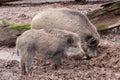 Two hairy porks in the mud. Wildlife and farming concept
