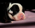 Two and a half week Old English Bulldog puppy Royalty Free Stock Photo