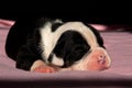 Two and a half week Old English Bulldog puppy Royalty Free Stock Photo