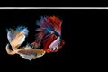 Two Halfmoon betta beautiful fish. capture the moving moment beautiful of siam betta fish in thailand on black background. Royalty Free Stock Photo