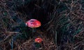 Two hallucinogen red fly mushrooms