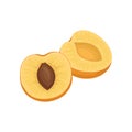 Two halves of ripe apricot with bone. Sweet and tasty fruit. Healthy food. Natural product. Detailed flat vector icon
