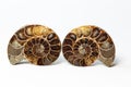 Two Halves Of A Sawn Ammonite Fossil Shell Isolated On White Background