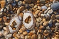 Two halves of tellin shells on shingle beach, Dungeness, Kent. Royalty Free Stock Photo