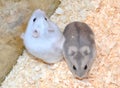 Two hamsters