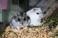 Two hamsters sitting in a cage close up Royalty Free Stock Photo