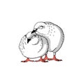 Two hand drawn cute white pigeons, sweet loving couple of pigeons, symbol of bride and groom Royalty Free Stock Photo