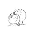 Two hand drawn cute white pigeons, sweet loving couple of pigeons, symbol of bride and groom Royalty Free Stock Photo