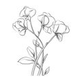 Minimalistic Sweet Pea Sketch Drawing: Hand-drawn Vector Illustration
