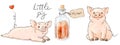 Two hand drawn pigs. Cute funny piglets and love potion isolated on white background. Romantic Collection Illustration.