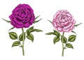 Two hand drawn pink and purple rose flowers isolated on white background. Botanical illustration Royalty Free Stock Photo