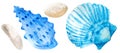 Two hand drawn watercolor seashells isolated on white background. Marine clipart