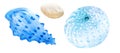 Two hand drawn watercolor seashells isolated on white background. Marine clipart Royalty Free Stock Photo