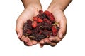 Two hand holding many pile of organic Mulberry friut 