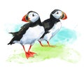 Two hand painted watercolor puffins on grass background