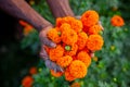 Two handfuls of orange marigold flowers displaying. A flower farmer collecting marigold flowers Royalty Free Stock Photo