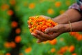 Two handfuls of orange marigold flowers displaying. A woman collecting marigold flowers Royalty Free Stock Photo