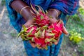 Two handfuls of red-pink dragon fruits displaying. Hand holding Dragon red-pink fruits Royalty Free Stock Photo