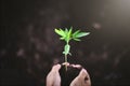 Two hands of the child was carrying a potting seedlings to be planted into the soil Royalty Free Stock Photo