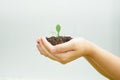 Two hands of a child who is learning to cultivate boiled wood back to nature. Royalty Free Stock Photo