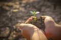 Two hands of the children are planting the seedlings into the soil Royalty Free Stock Photo