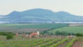 Two hands clang glasses together, white wine on day vineyard