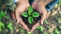 Two hands cradling a young plant with vibrant green leaves, symbolizing growth and environmental care