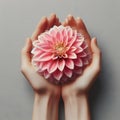 Two hands cupped together, holding a delicate pink dahlia flower with multiple layers